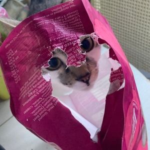 Meet your Posher, Posh